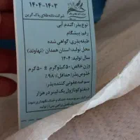 گندم ابی پیشگام ۲۵۰ کیلو