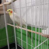 عروس هلندی  جفت