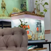 اکواریوم