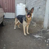 فوری فوری فروش و معاوضه ژرمن کار اصیل