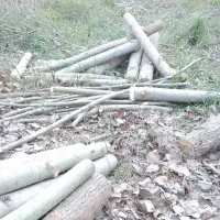 هرس و قطع درختان