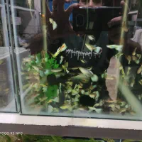 آکواریوم ماهی|ماهی|ارومیه, |دیوار