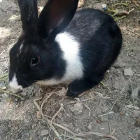 خرگوش نژاد دار|موش و خرگوش|اصفهان, گلستان|دیوار