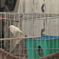 فنچ|پرنده|هشتگرد, تهران دشت|دیوار