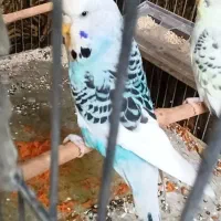 پرورش مرغ عشق لیمبو در استان