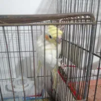 عروس هلندی نر  معاوضه