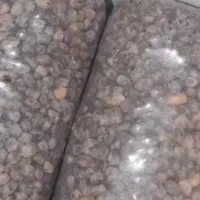 خرما کروت فروشی ۳تن