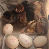 تبدیل تخم نطفه دار به جوجه