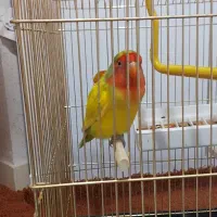 طوطی برزیلی|پرنده|هشتگرد, فاز ۱ مهستان|دیوار