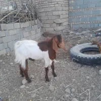 پاچن بز نر