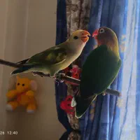 جفت طوطی برزیلی نر و ماده