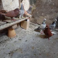 7تا کبوتر خوب