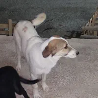 توله سگ سرابی نر نگهبان و گله|سگ|ساوه, |دیوار