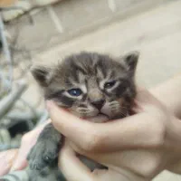 واگذاری چهار تا بچه گربه جدا جدا