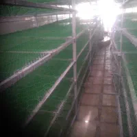 قفسه سالن قارچ