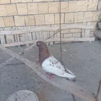 نرسرته سرخ