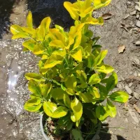 شمشاد طلایی و سبز