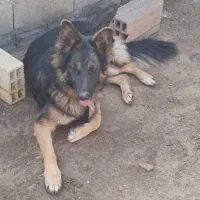 سگ ژرمن شپرد مشکی و قهوه ای|سگ|میاندوآب, |دیوار