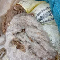 پشم‌گوسفندی|رختخواب، بالش، پتو|مرند, |دیوار