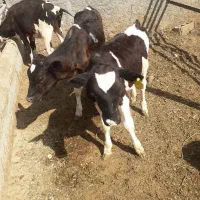 فروش ۱۰راس گوساله وزن ۲۹۰