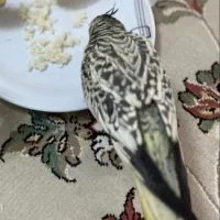 عروس هلندی گم شده