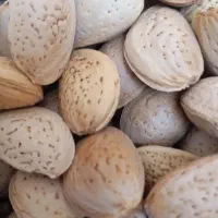 بادام تازه امسال