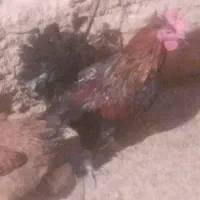 معاوض بامرغ تخم گذار|حیوانات مزرعه|بیجار, |دیوار