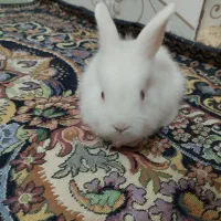 بچه خرگوش|موش و خرگوش|زابل, |دیوار