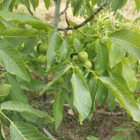 باغ-گردو