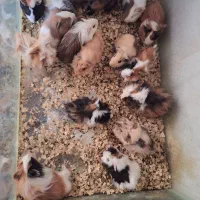 همستر سوری خوکچه|موش و خرگوش|مشهد, بهمن|دیوار