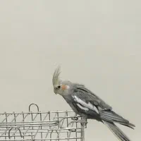 پرنده عروس هلندی