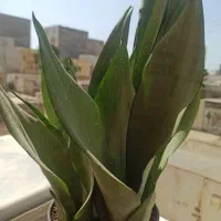 فروش گل سانسوریا
