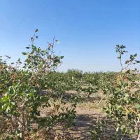 1هکتار باغ پسته نوع پیوند بادمی سفید|فروش دفتر صنعتی، کشاورزی، تجاری|نیشابور, مازول|دیوار