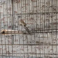 سره قناری. نر.