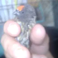 جفت خرده قناری سهره گلبسر