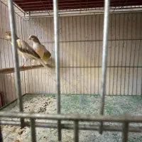 قناری ماده|پرنده|اصفهان, رزمندگان|دیوار