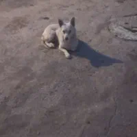 واگذاری سگ|سگ|همدان, |دیوار