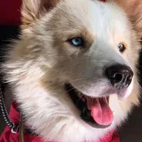 هاسکی سامویید نر