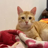 فروش گربه نر|گربه|آمل, |دیوار