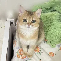 گربه نژاد بریتیش ماده