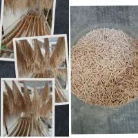 رشته آش و رشته پلویی