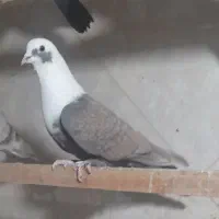 کبوتر پلاکی ورنگی|پرنده|پاکدشت, شهرک انقلاب|دیوار