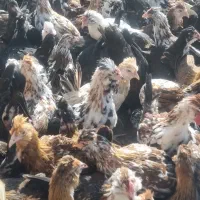 جوجه مرغ وخروس اصل گلین|حیوانات مزرعه|سیرجان, |دیوار