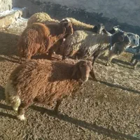 بره کشتاری|حیوانات مزرعه|بیرانوند, |دیوار