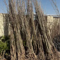 نهال صنوبر نیگرا رشد سریع شهر میاندوآب|خدمات باغبانی و درختکاری|رشت, سلیمانداراب|دیوار