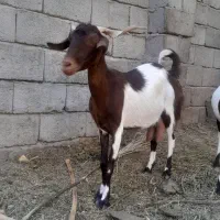 سلام بز جوان شیر ده سالم