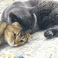 گربه نژاد بریتیش اسکاتیش