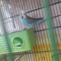 فروش مرغ عشق