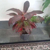 گل های آپارتمانی شاداب و سرحال|گل و گیاه طبیعی|صوفیان, |دیوار