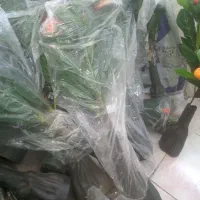 درختچه مصنوعی|گل مصنوعی|رفسنجان, |دیوار